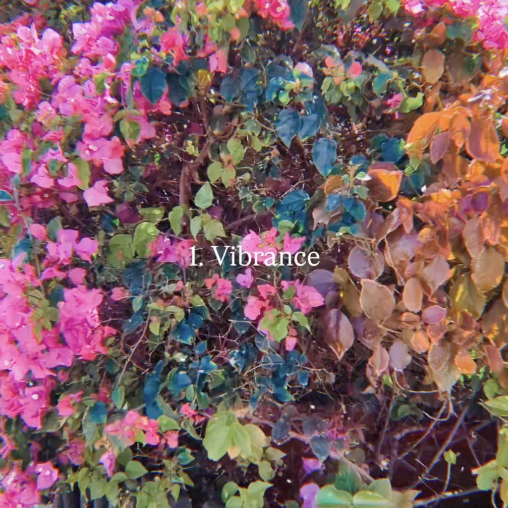 An image of vibrant flowers with the words 1. Vibrance over it.