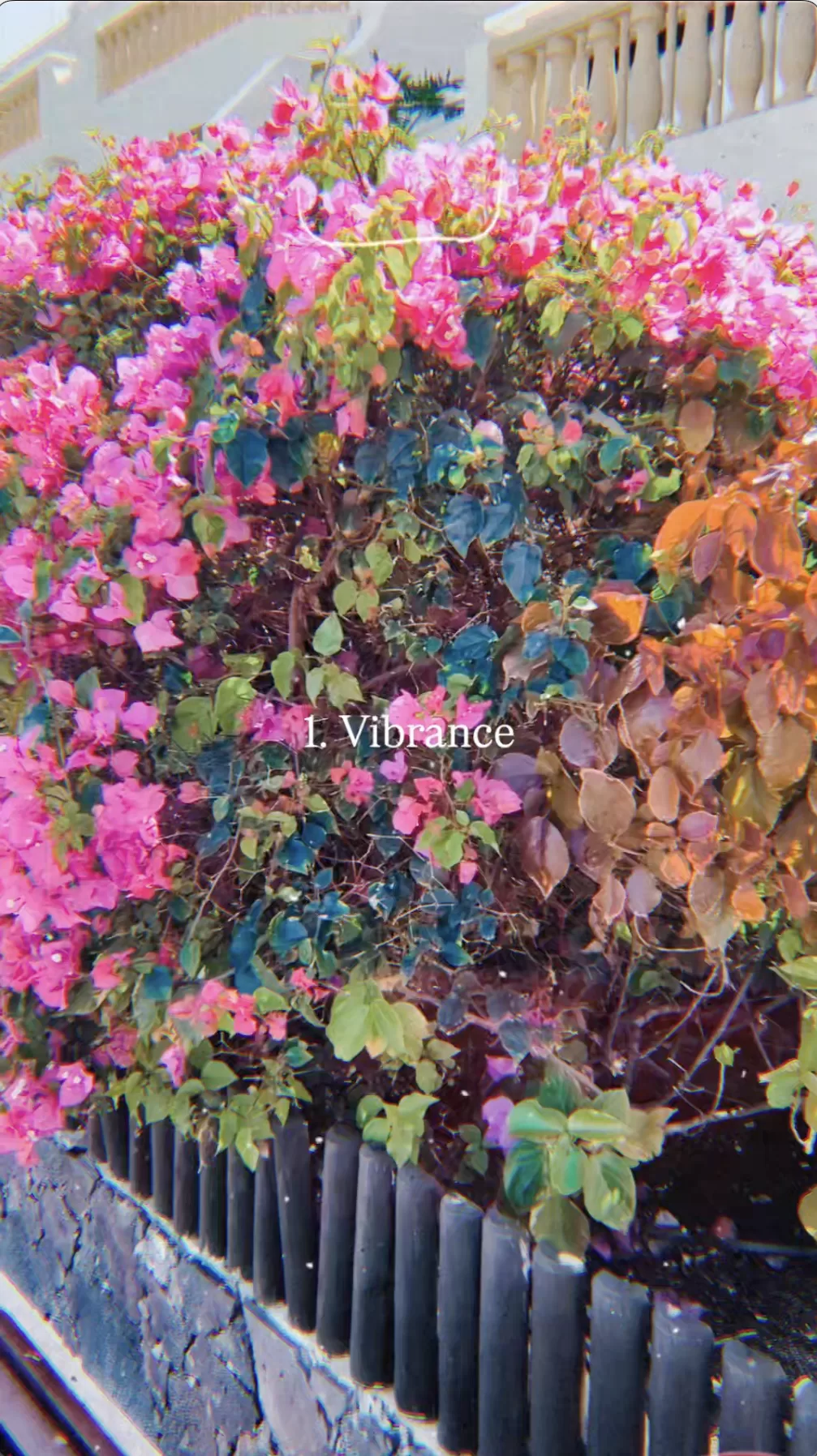 Vibrance