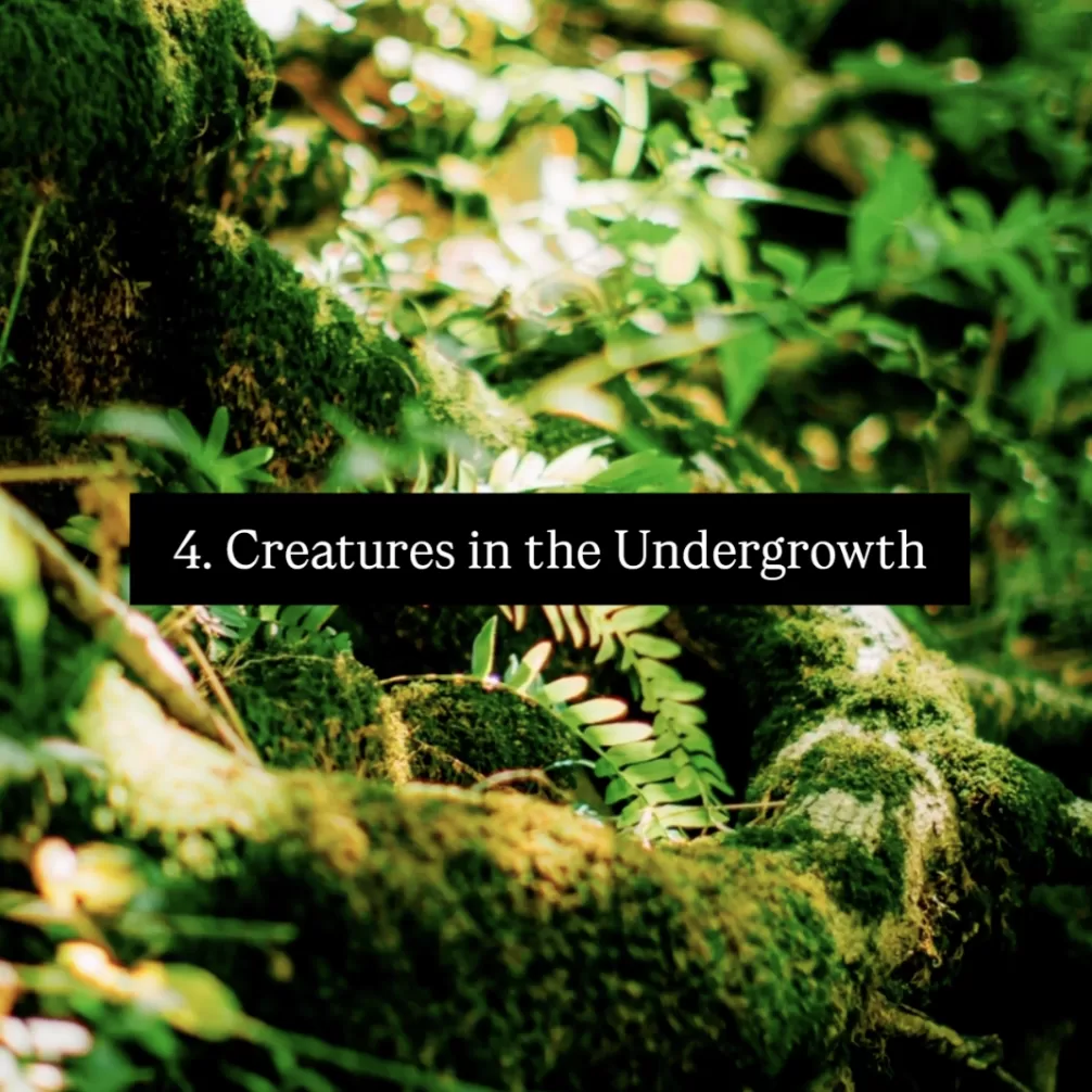 The bright green undergrowth of a forest floor. The words 4. Creatures in the Undergrowth and Photo by Charlie Colleton on it