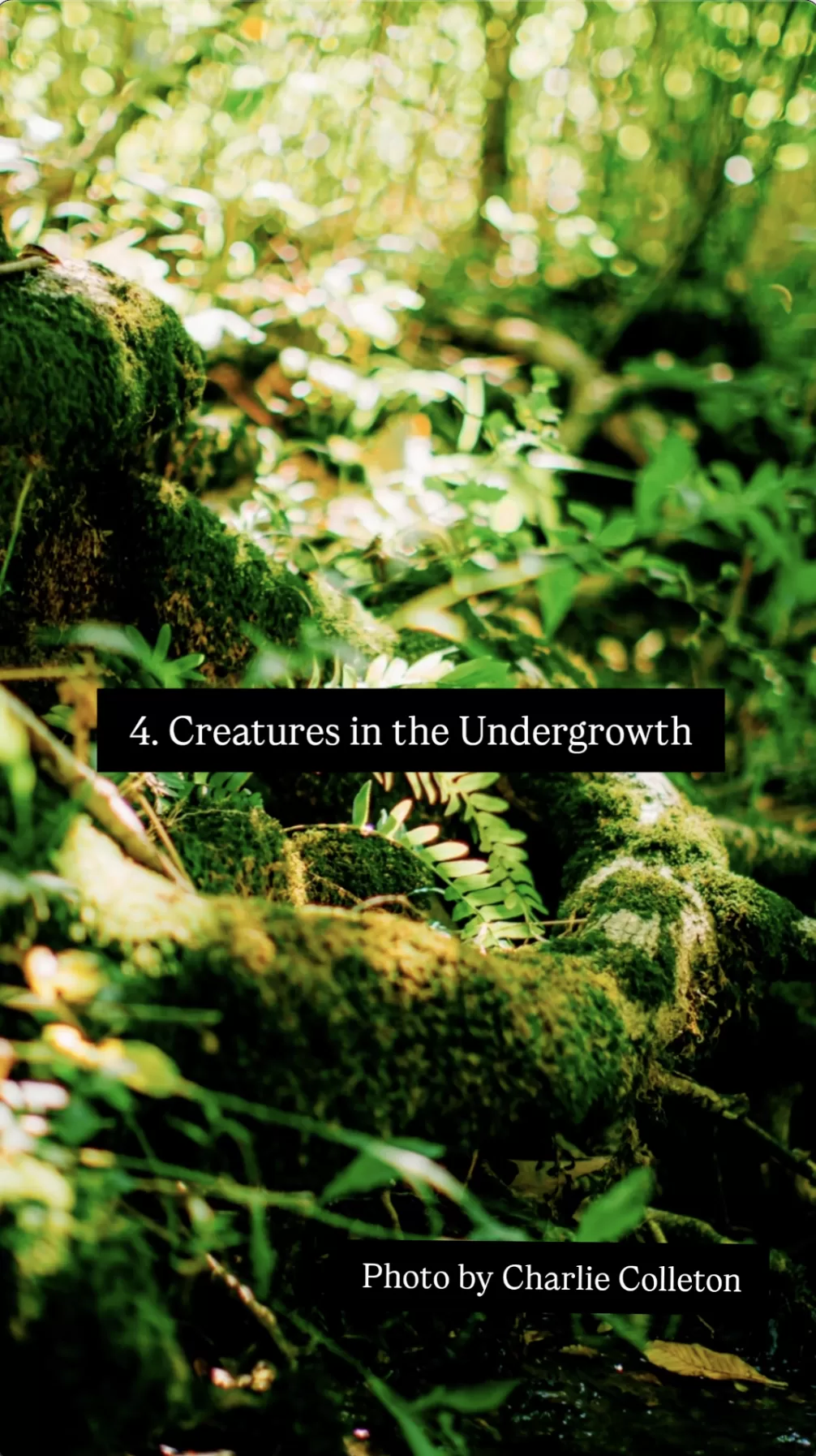 Creatures in the Undergrowth
